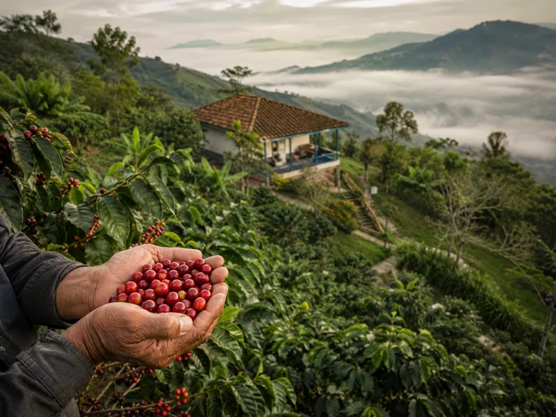 Hands holding ripe coffee cherries at a hillside finca near Medellín